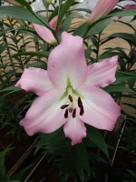 [5200 Livingston VH No01.JPG]